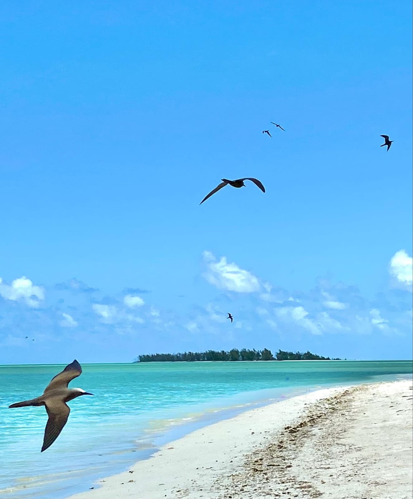 Île aux Cocos Excursion 